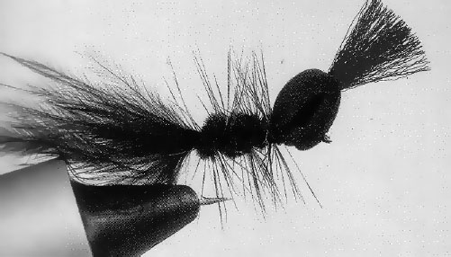 Emerging Woolly Bugger