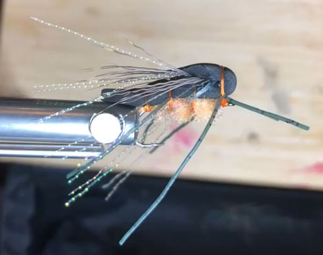 The Peachy Cicada side view