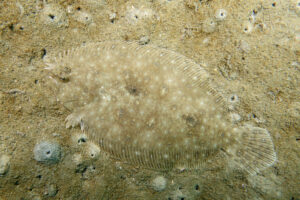 Large tooth flounder