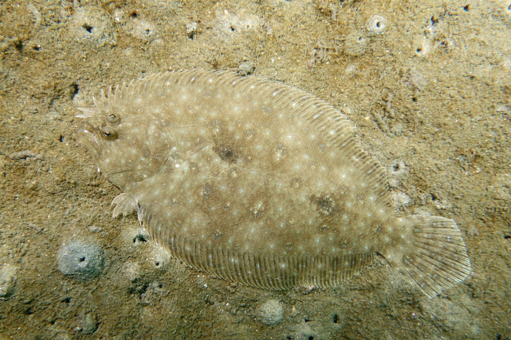 Large tooth flounder
