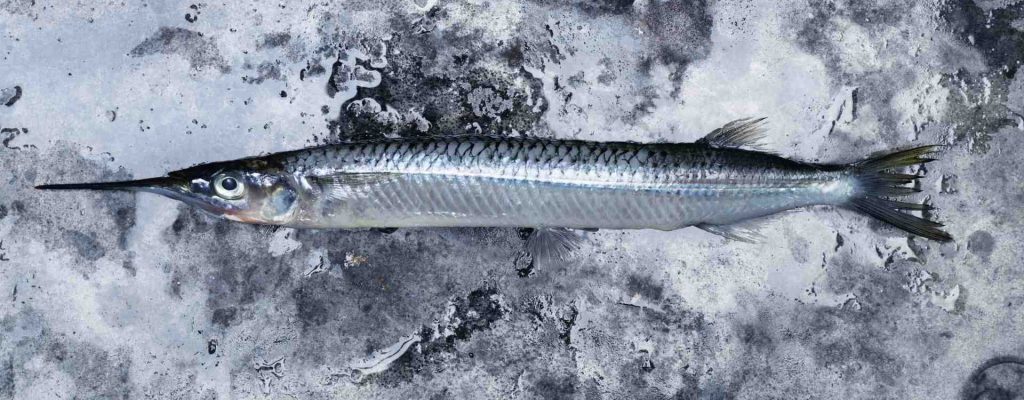 Eastern Sea Garfish (Hyporhamphus australis)