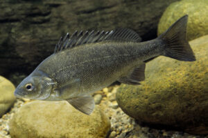 Silver perch