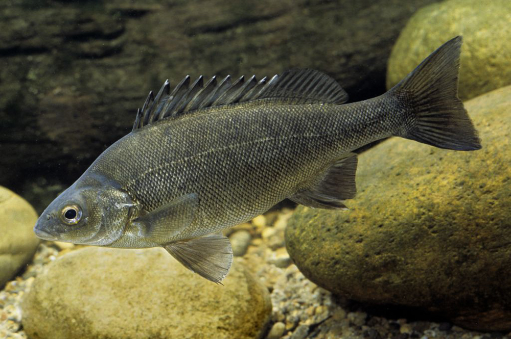 Silver perch