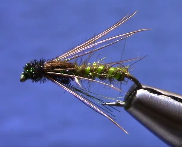 soft hackle caddis pupa