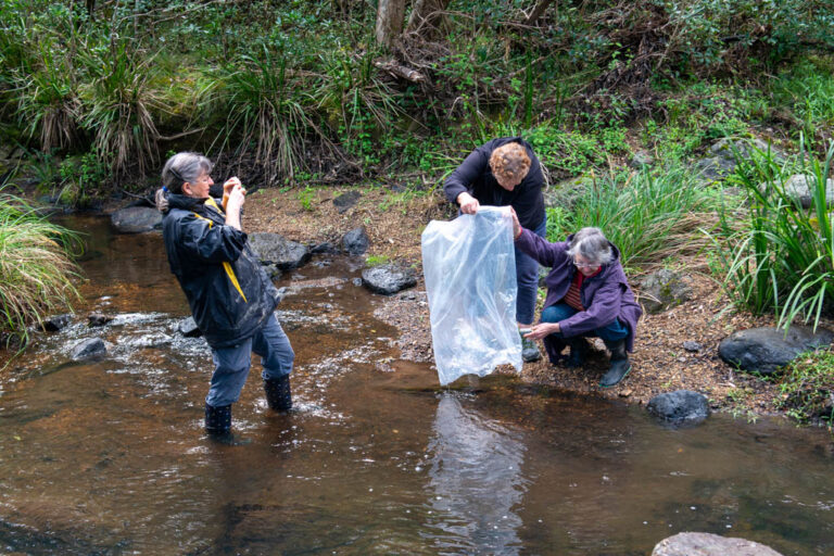 Dawn taking a picture as Sue and Margeret empty a bag of fingerlings into the stream