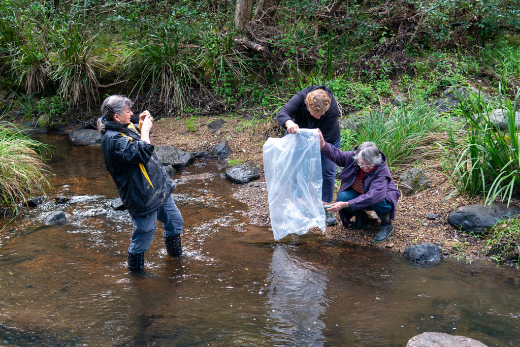 Dawn taking a picture as Sue and Margeret empty a bag of fingerlings into the stream