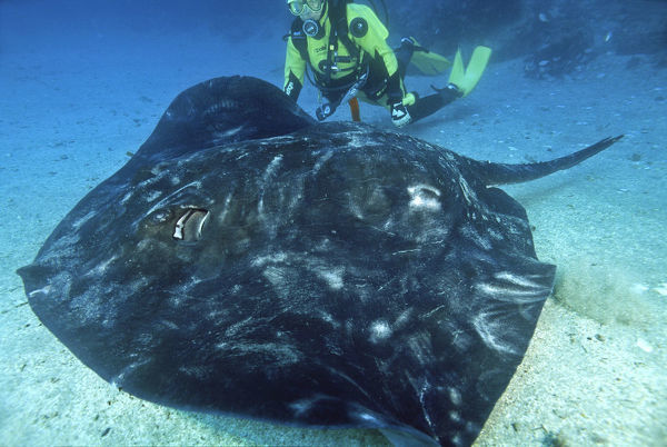 Short-tail stingray (Dasyatis brevicaudata)