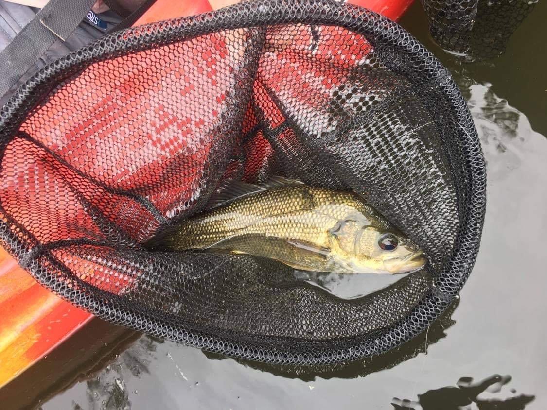 Ron's bass, caught at an exploratory trip to Shute Hill