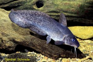 Eel-Tailed Catfish
