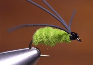 bully bluegill spider