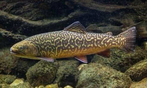 tiger trout