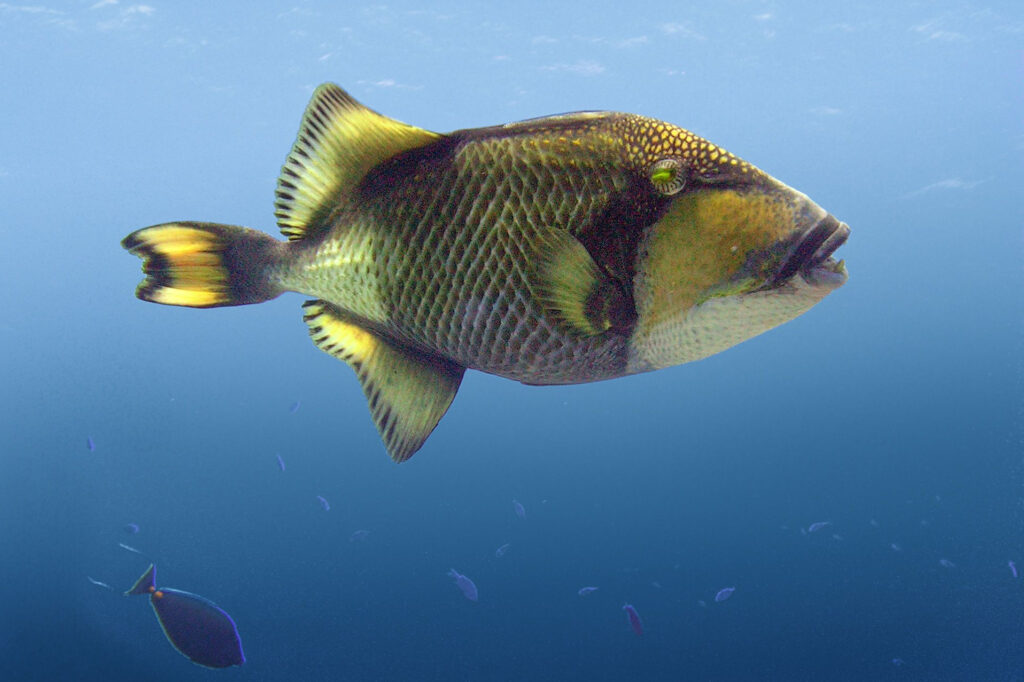 titan triggerfish