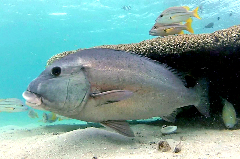Plectorhinch Caeruleon - the "Blue Bastard"