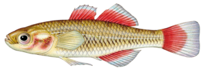 western carp gudgeon
