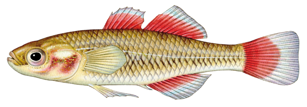 western carp gudgeon