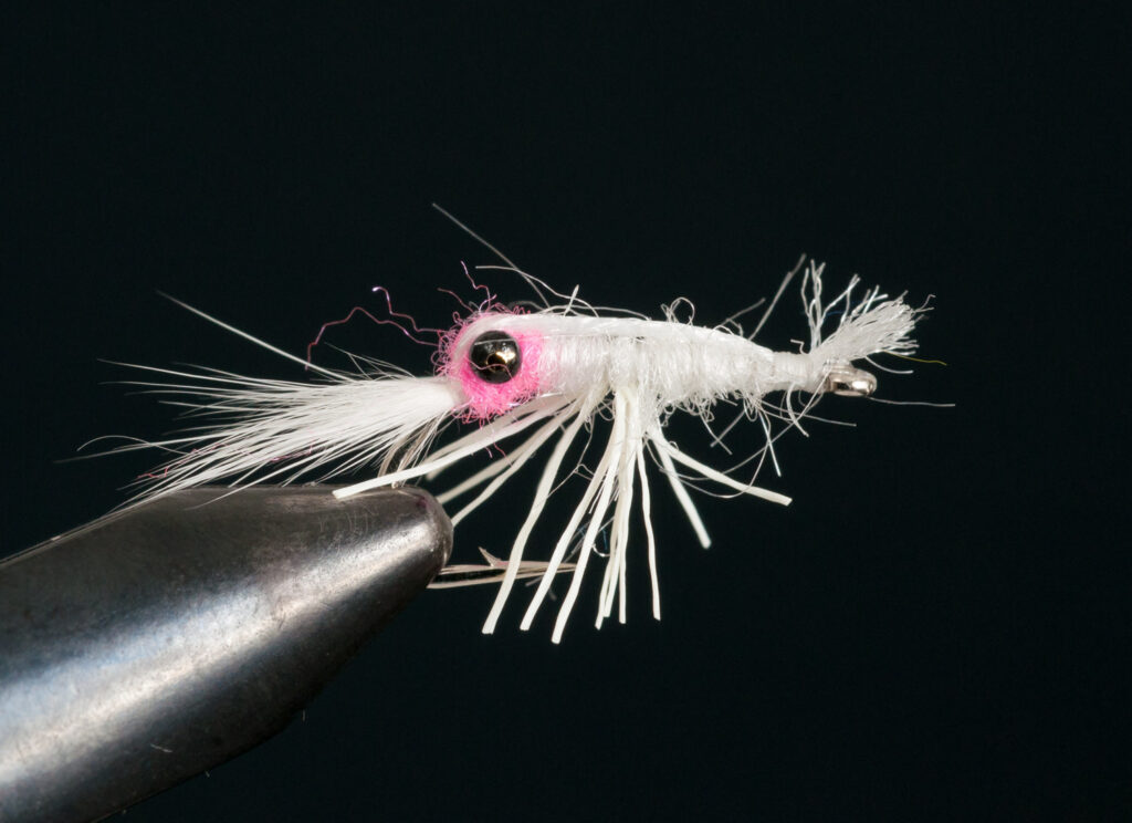 TDF Shrimp in white