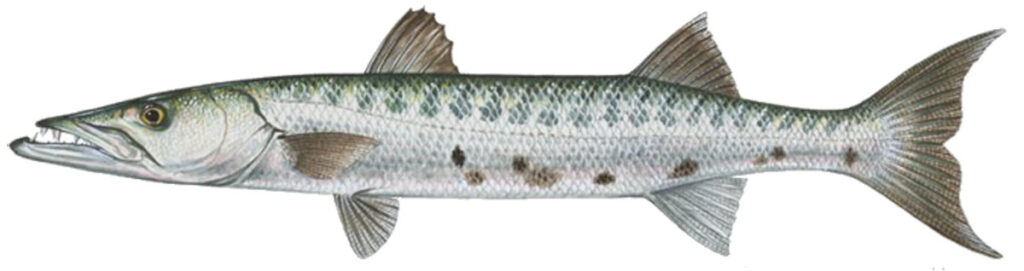 Great Barracuda - Sphyraena barracuda