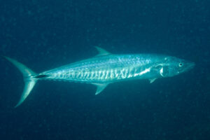 Narrow-barred Spanish mackerel