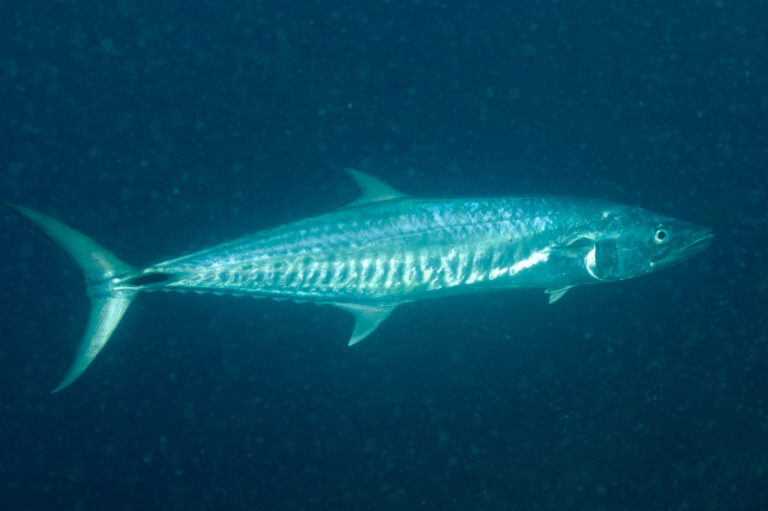Narrow-barred Spanish mackerel