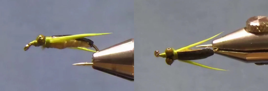 Water Boatman variant - side and top view