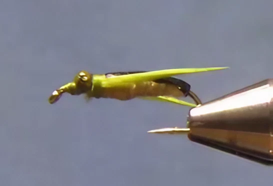 Water Boatman - Fedeles Variant