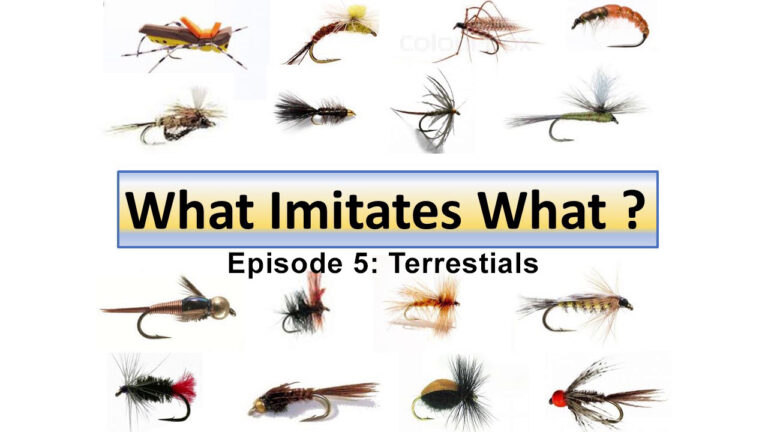 Dave Wilson's "What Imitates What" episode 5: Terrestrials