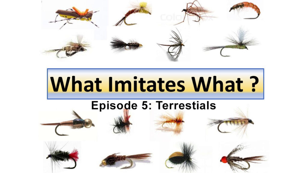Dave Wilson's "What Imitates What" episode 5: Terrestrials