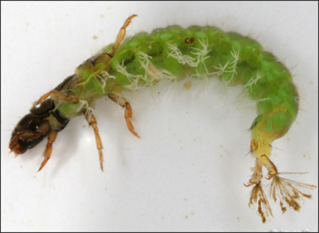caddis larva - juvenile