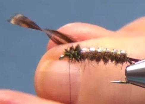 Malleefowl feather preparation