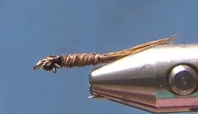 Start with a basic Pheasant Tail Nymph tail and body.