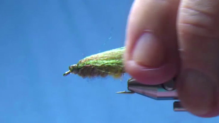 Wing looped back and flattened to mimic a spent moth on the surface.