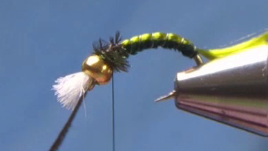 Peacock herl tied in and wrapped to form the thorax behind the bead.