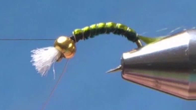 Silver ribbing wrapped forward in even turns over shellback, segmenting the body.