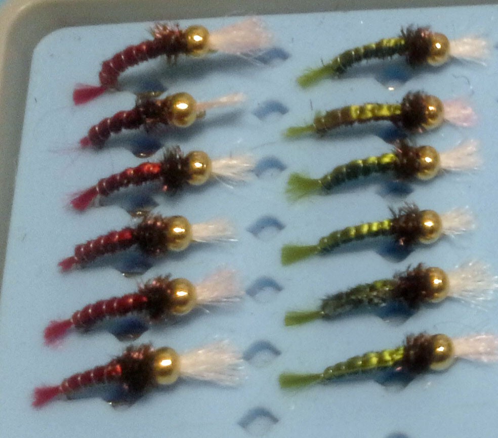 Red and Green Back Pheasan