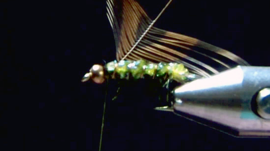 Olive hen hackle tied in just behind the bead with space preserved; hackle fibres oriented for wrapping.