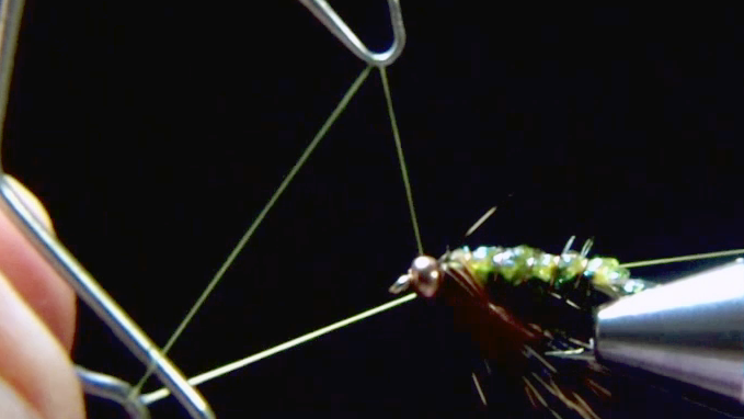 Hackle wrapped and folded down the sides, fibres trained under the hook; fly whip-finished behind bead, completed scud variant.