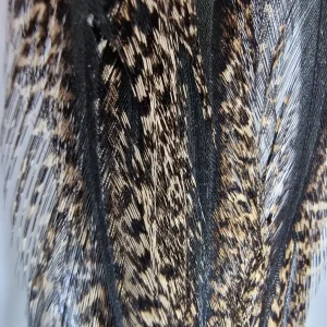 Coq De Leon - Rubion